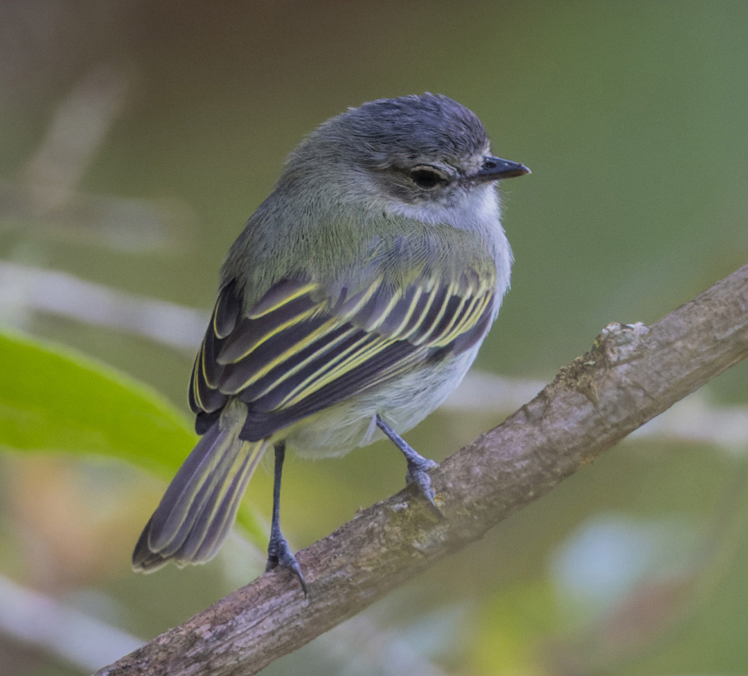 image Mistletoe Tyrannulet